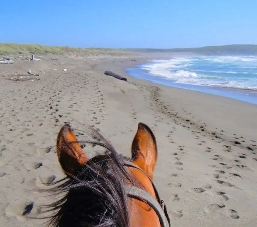 horse