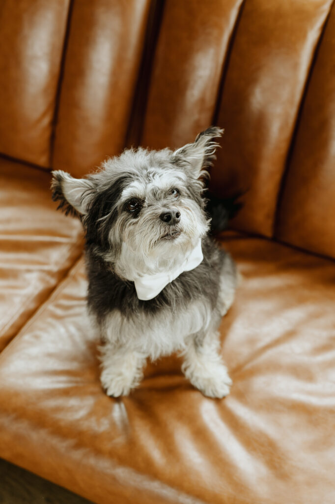 Timber Cove pet friendly